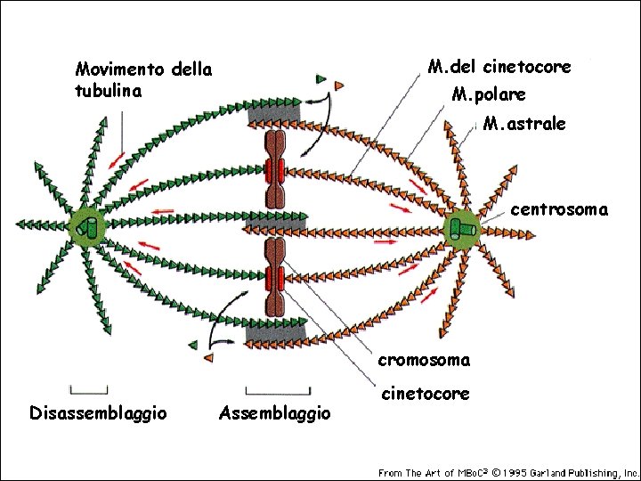 M. del cinetocore Movimento della tubulina M. polare M. astrale centrosoma cromosoma Disassemblaggio Assemblaggio