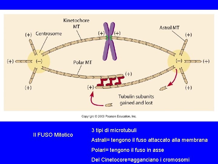 Il FUSO Mitotico 3 tipi di microtubuli Astrali= tengono il fuso attaccato alla membrana