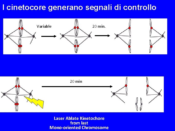 I cinetocore generano segnali di controllo Variable 20 min Laser Ablate Kinetochore from last