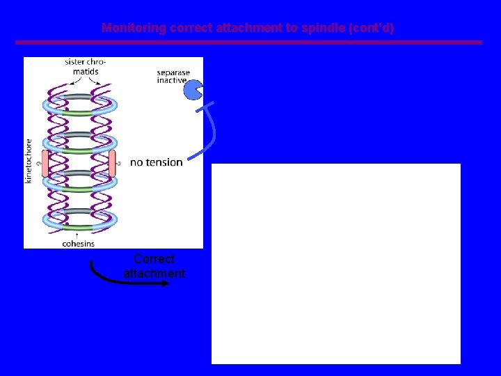 Monitoring correct attachment to spindle (cont’d) Correct attachment 