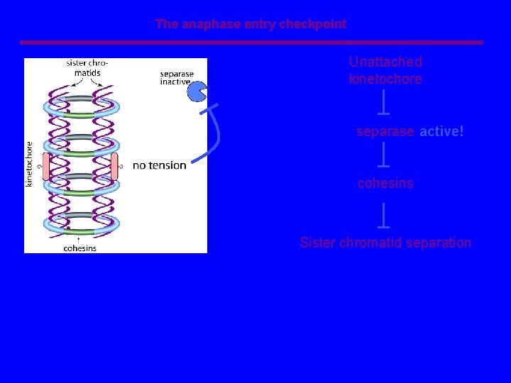 The anaphase entry checkpoint Unattached kinetochore separase active! cohesins Sister chromatid separation 