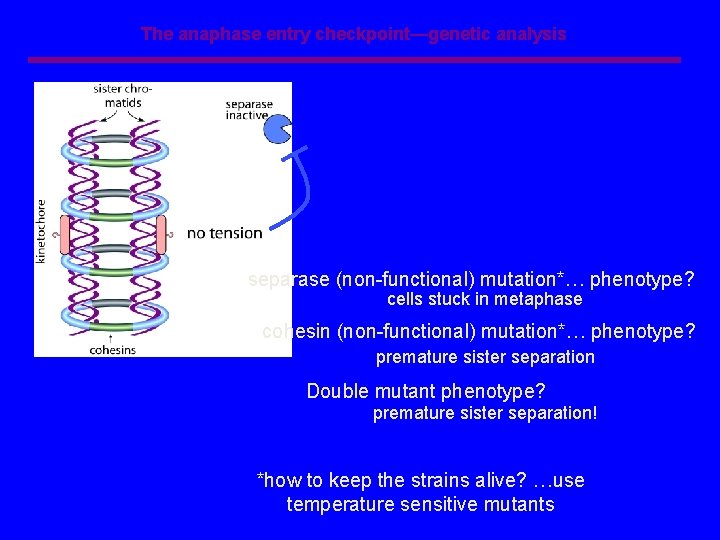 The anaphase entry checkpoint—genetic analysis separase (non-functional) mutation*… phenotype? cells stuck in metaphase cohesin