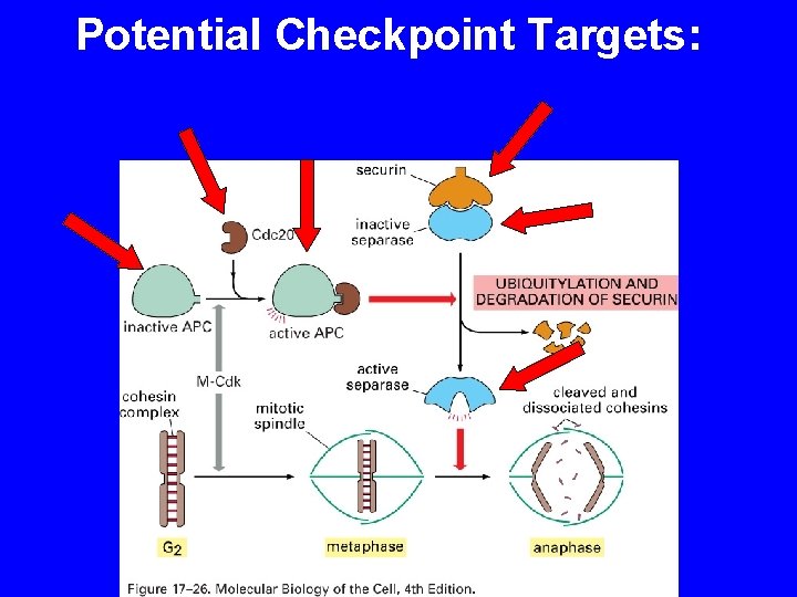 Potential Checkpoint Targets: 