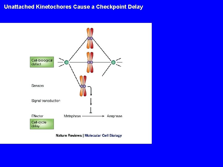 Unattached Kinetochores Cause a Checkpoint Delay 