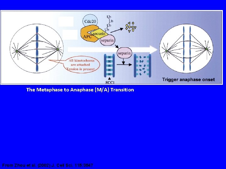 The Metaphase to Anaphase (M/A) Transition From Zhou et al. (2002) J. Cell Sci.