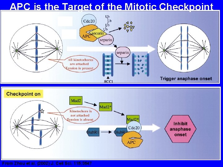 APC is the Target of the Mitotic Checkpoint From Zhou et al. (2002) J.