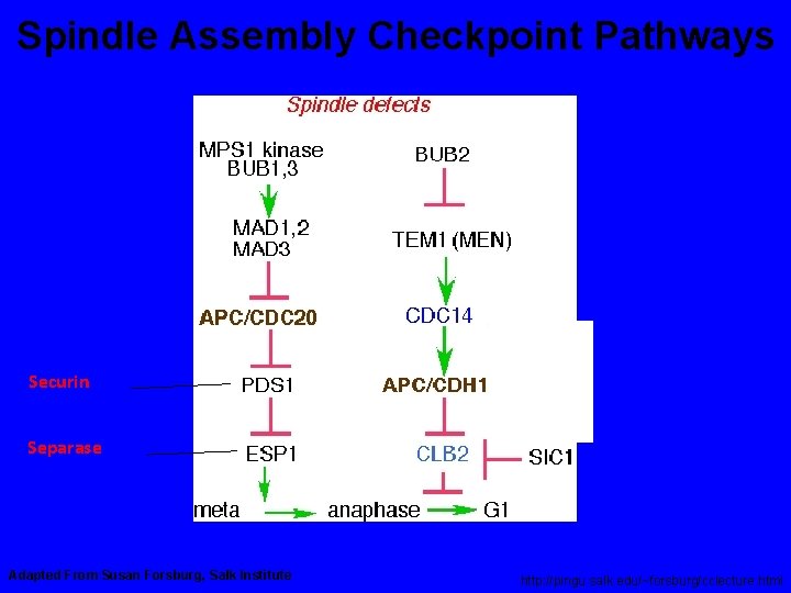 Spindle Assembly Checkpoint Pathways Securin Separase Adapted From Susan Forsburg, Salk Institute http: //pingu.