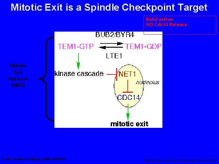Mitotic Exit is a Spindle Checkpoint Target Bub 2 active: NO Cdc 14 Release