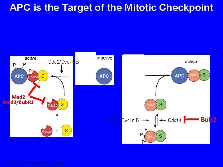 APC is the Target of the Mitotic Checkpoint Cdc 2/Cyclin B Mad 2 Mad