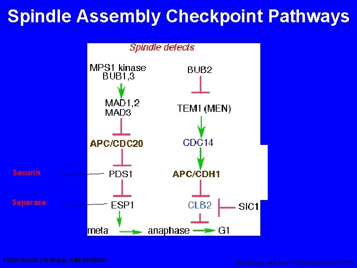Spindle Assembly Checkpoint Pathways Securin Separase From Susan Forsburg, Salk Institute http: //pingu. salk.