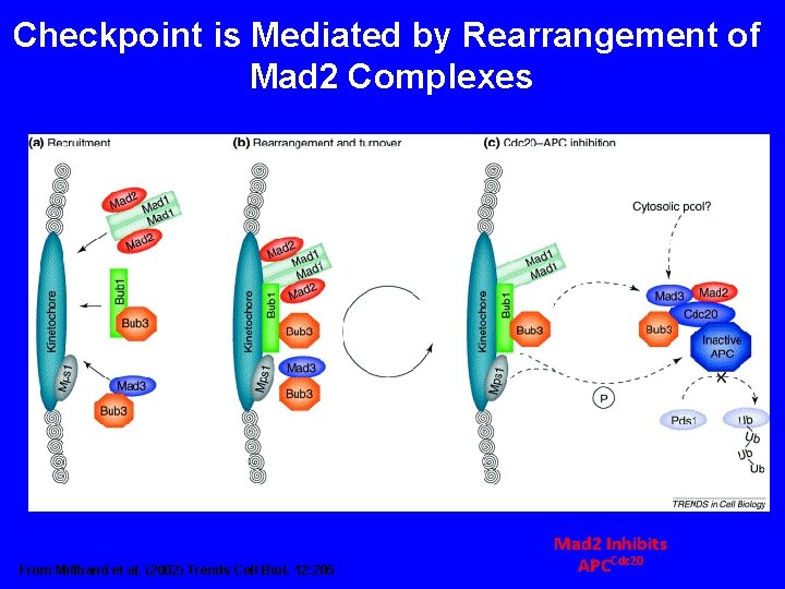 Checkpoint is Mediated by Rearrangement of Mad 2 Complexes From Millband et al. (2002)