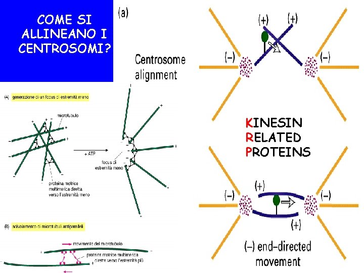 COME SI ALLINEANO I CENTROSOMI? KINESIN RELATED PROTEINS 