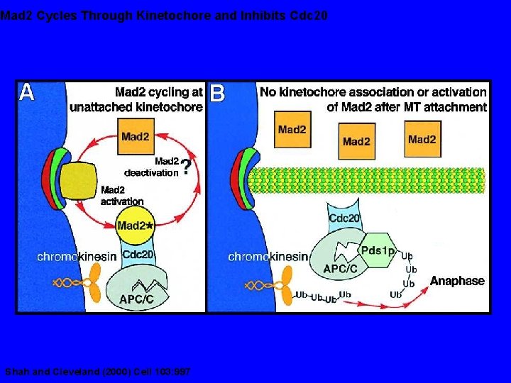 Mad 2 Cycles Through Kinetochore and Inhibits Cdc 20 Shah and Cleveland (2000) Cell