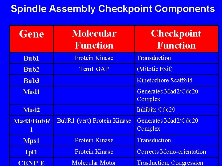 Spindle Assembly Checkpoint Components Gene Molecular Function Checkpoint Function Bub 1 Protein Kinase Transduction