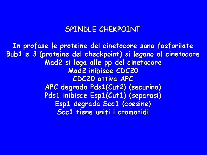 SPINDLE CHEKPOINT In profase le proteine del cinetocore sono fosforilate Bub 1 e 3