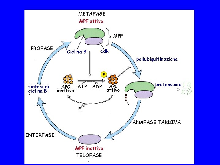 METAFASE MPF attivo MPF PROFASE Ciclina B cdk poliubiquitinazione sintesi di ciclina B APC