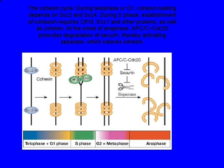 The cohesin cycle. During telophase or G 1, cohesin loading depends on Scc 2
