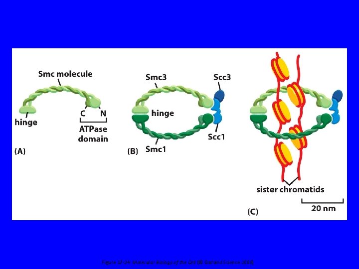 Figure 17 -24 Molecular Biology of the Cell (© Garland Science 2008) 