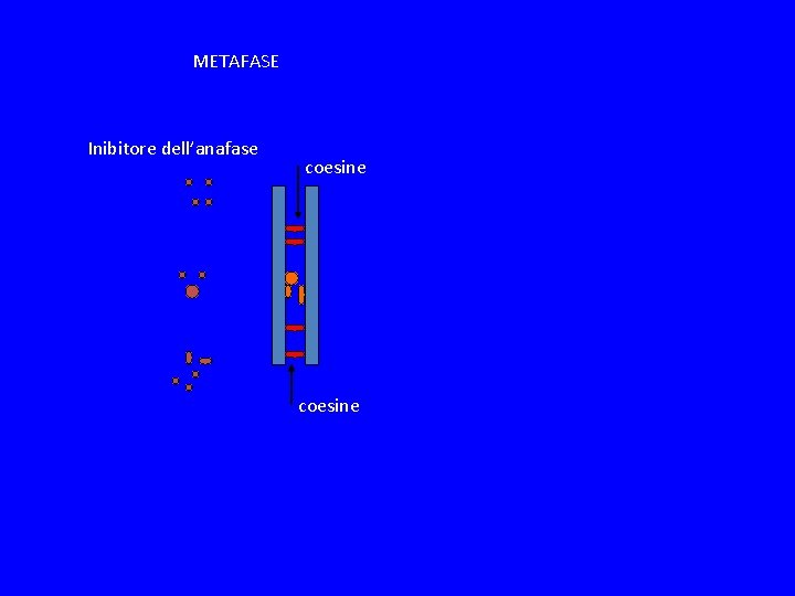 METAFASE Inibitore dell’anafase coesine 