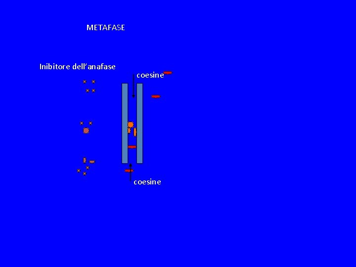 METAFASE Inibitore dell’anafase coesine 