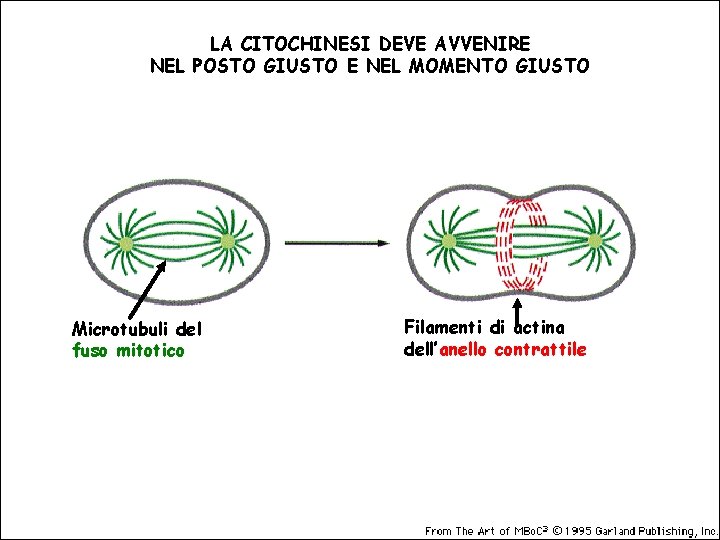 LA CITOCHINESI DEVE AVVENIRE NEL POSTO GIUSTO E NEL MOMENTO GIUSTO Microtubuli del fuso