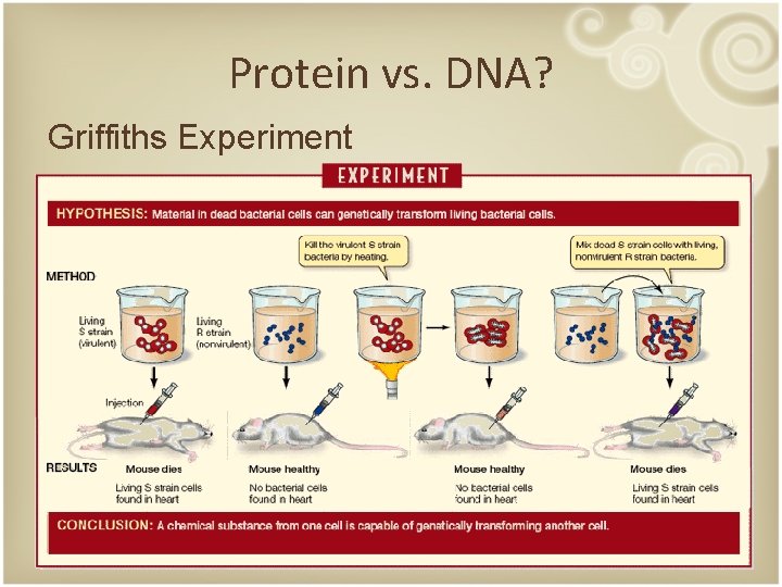 Protein vs. DNA? Griffiths Experiment 