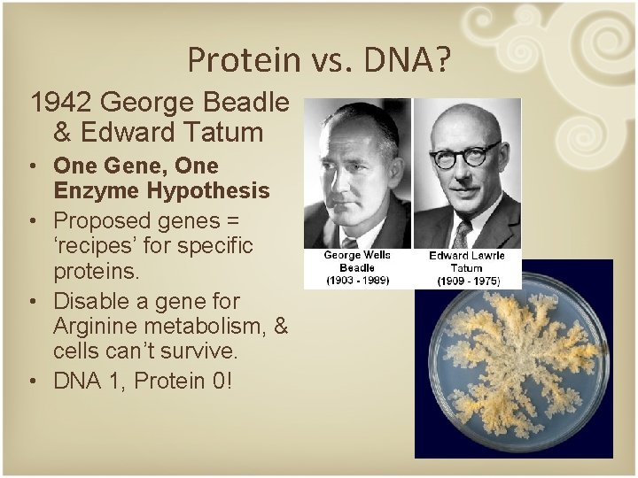 Protein vs. DNA? 1942 George Beadle & Edward Tatum • One Gene, One Enzyme