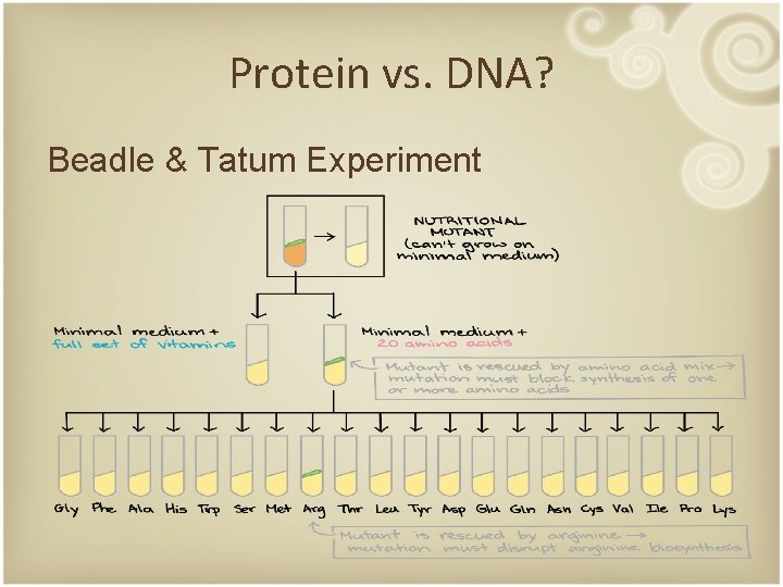 Protein vs. DNA? Beadle & Tatum Experiment 