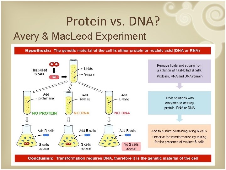 Protein vs. DNA? Avery & Mac. Leod Experiment 
