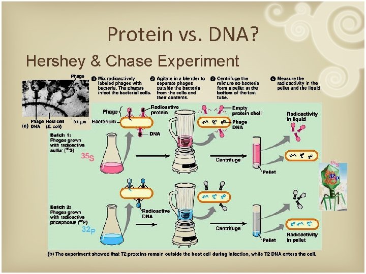 Protein vs. DNA? Hershey & Chase Experiment 