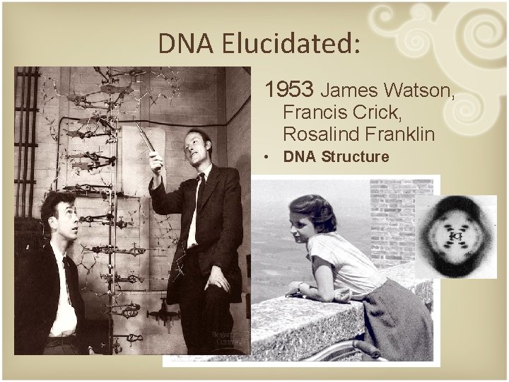 DNA Elucidated: 1953 James Watson, Francis Crick, Rosalind Franklin • DNA Structure 