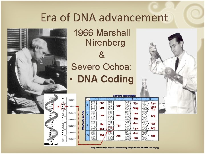 Era of DNA advancement 1966 Marshall Nirenberg & Severo Ochoa: • DNA Coding 