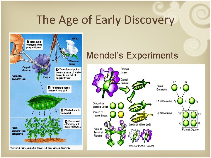 The Age of Early Discovery Mendel’s Experiments 