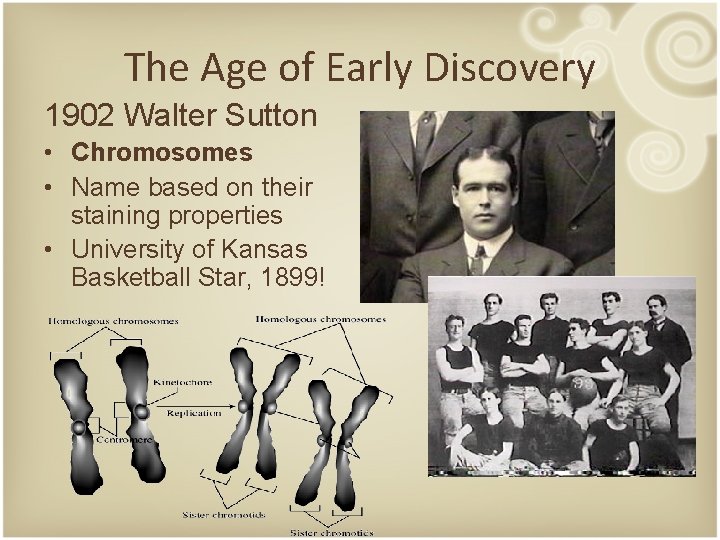 The Age of Early Discovery 1902 Walter Sutton • Chromosomes • Name based on