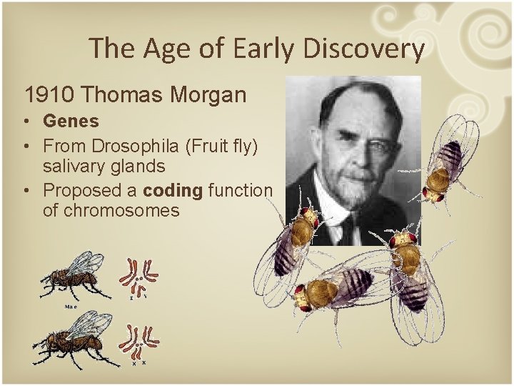 The Age of Early Discovery 1910 Thomas Morgan • Genes • From Drosophila (Fruit