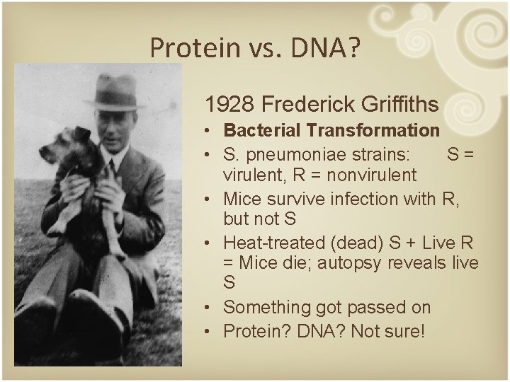 Protein vs. DNA? 1928 Frederick Griffiths • Bacterial Transformation • S. pneumoniae strains: S=