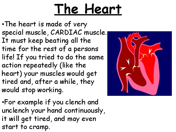 The Heart • The heart is made of very special muscle, CARDIAC muscle. It