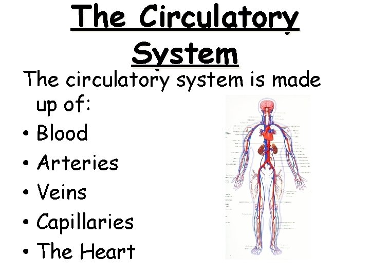 The Circulatory System The circulatory system is made up of: • Blood • Arteries