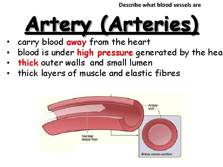 Describe what blood vessels are Artery (Arteries) • carry blood away from the heart