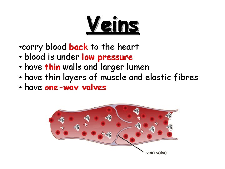 Veins • carry blood back to the heart • blood is under low pressure