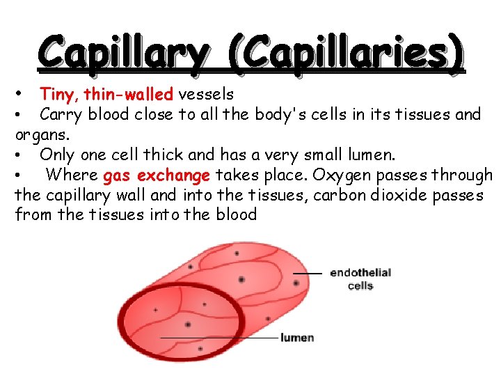 Capillary (Capillaries) • Tiny, thin-walled vessels • Carry blood close to all the body's