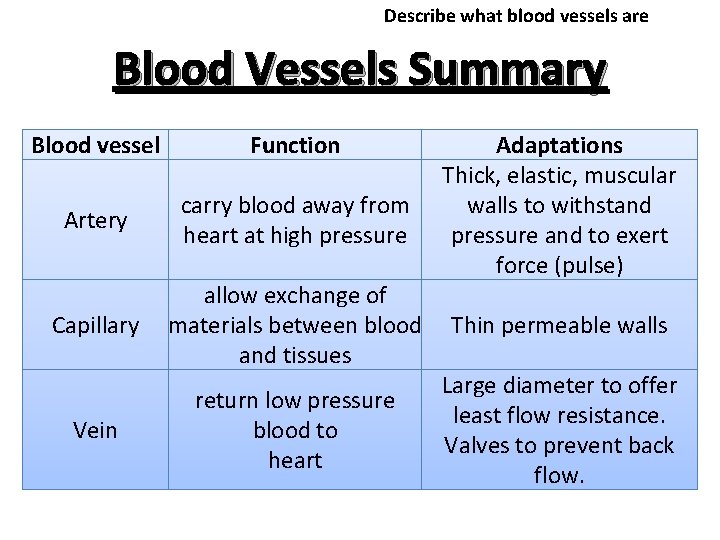 Describe what blood vessels are Blood Vessels Summary Blood vessel Function Artery carry blood