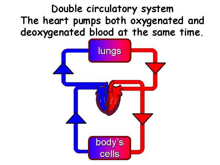 Double circulatory system The heart pumps both oxygenated and deoxygenated blood at the same