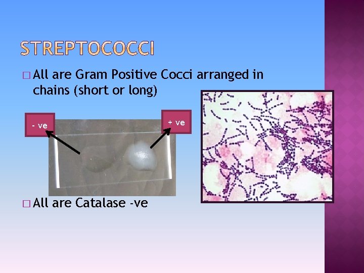 � All are Gram Positive Cocci arranged in chains (short or long) + ve