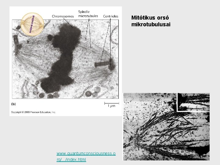 Mitótikus orsó mikrotubulusai www. quantumconsciousness. o rg/. . . /index. html 