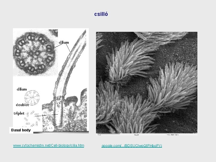 csilló Basal body www. cytochemistry. net/Cell-biology/cilia. htm google. com/. . . /BDSUCIwo. Qt. PHbo.