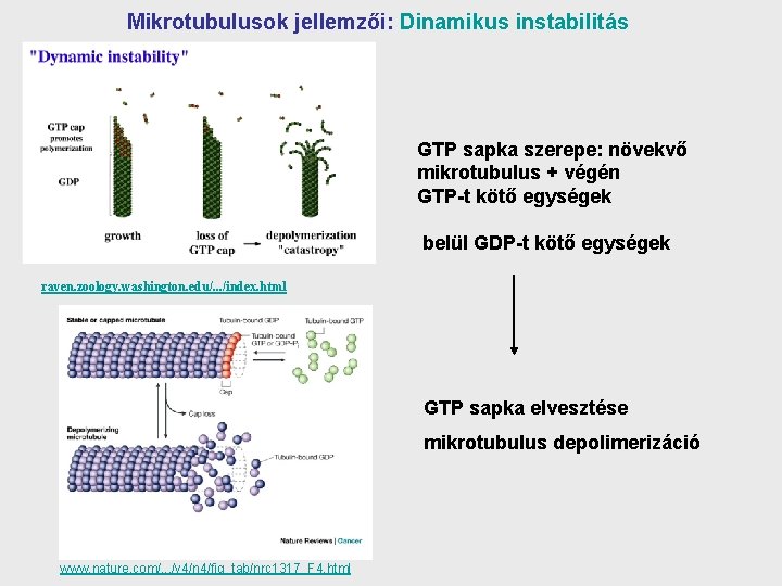 Mikrotubulusok jellemzői: Dinamikus instabilitás GTP sapka szerepe: növekvő mikrotubulus + végén GTP-t kötő egységek