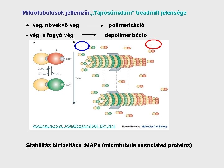 Mikrotubulusok jellemzői: „Taposómalom” treadmill jelensége + vég, növekvő vég polimerizáció - vég, a fogyó