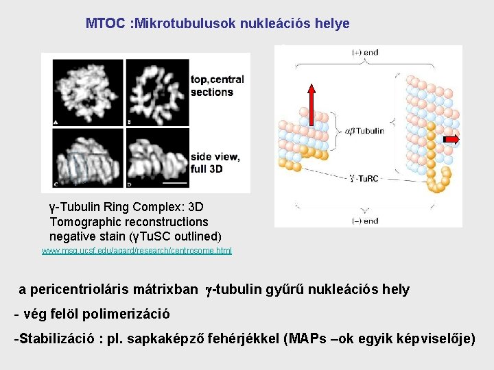 MTOC : Mikrotubulusok nukleációs helye γ-Tubulin Ring Complex: 3 D Tomographic reconstructions negative stain