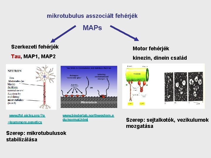  mikrotubulus asszociált fehérjék MAPs Szerkezeti fehérjék Motor fehérjék Tau, MAP 1, MAP 2